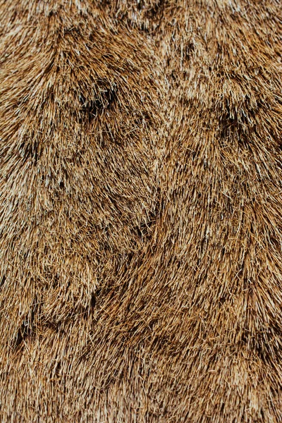 Decorative animal  fur as a background — Stock Photo, Image