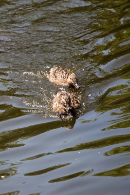 Göletin sularında yüzen vahşi ördekler.