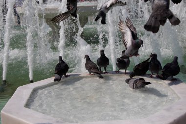 Susamış güvercinler çeşmede sıcak bir günde su içerler.