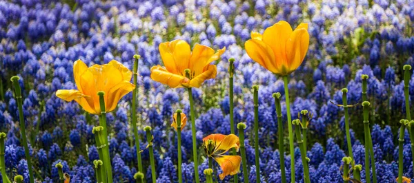 Цветущие Цветы Тюльпанов Качестве Цветочного Фона Растения — стоковое фото
