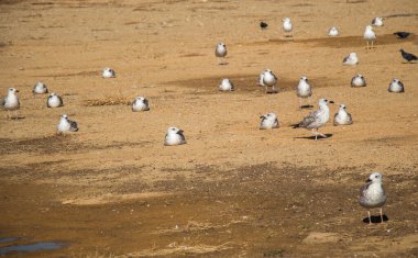 Kahverengi topraklı martılar yerde.