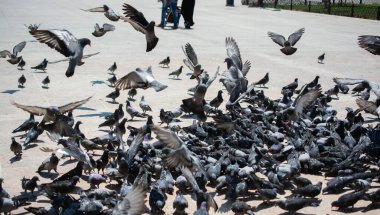 Güzel güvercin kuşları, şehir güvercinleri şehir ortamında yaşıyor.