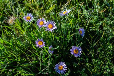 Artvin Dağlık Bölgesi 'nde güzel, renkli, yabani çiçekler açıyor.