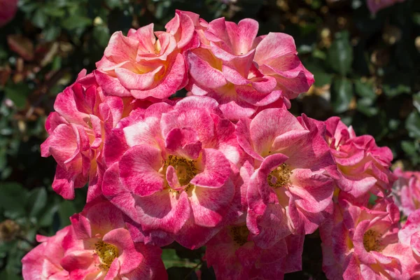 Floreciente Hermoso Ramo Rosas Jardín Primavera — Foto de Stock