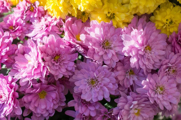 Όμορφα Φρέσκα Λουλούδια Φόντο Της Φύσης — Φωτογραφία Αρχείου