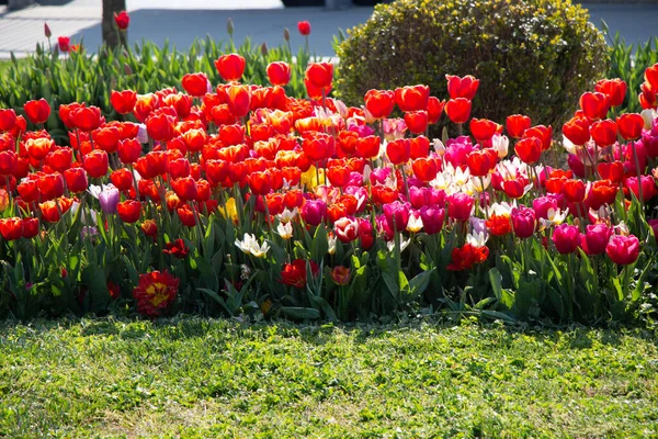Kwitnące Tulipany Kwiaty Kwiatowym Tle Roślin — Zdjęcie stockowe