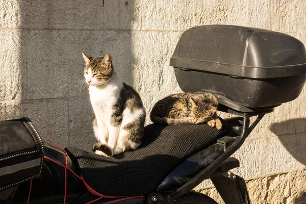 Otro Retrato Del Gato Callejero Sin Hogar — Foto de Stock