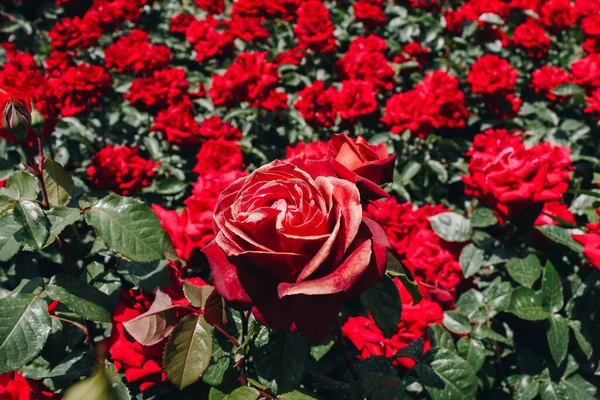 Kvetoucí Krásné Barevné Růže Zahradě Pozadí — Stock fotografie