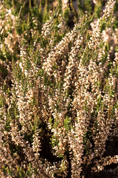 Hermosas Flores Frescas Naturaleza Fondo —  Fotos de Stock