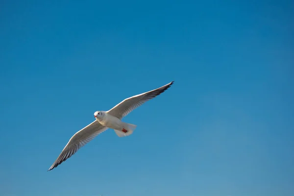 Seabird Γλάρος Πετάει Στον Ουρανό Έννοια Της Ελευθερίας — Φωτογραφία Αρχείου
