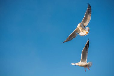 Mavi gökyüzünde uçan martılar görüldü