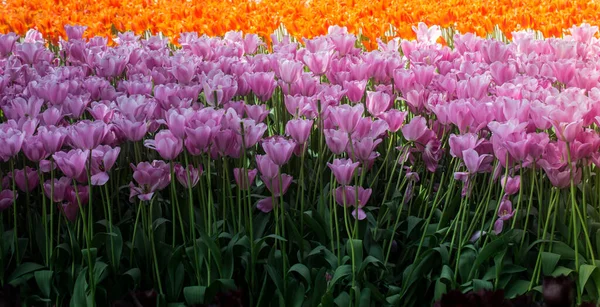 Blommande Tulpaner Blommor Som Blommig Växt Bakgrund — Stockfoto