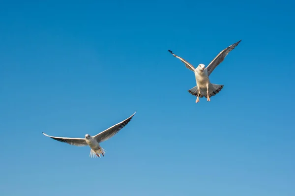 Seagull Flying Sky Seagull Flying Sky Freedom Concept — Stock Photo, Image