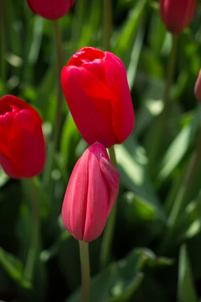 Flores Tulipa Coloridas Florescem Jardim Primavera — Fotografia de Stock