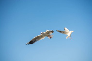 Martılar mavi gökyüzünde uçuyor