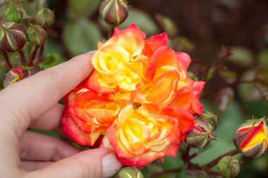 Renkli bir gül çiçeğini tutarken