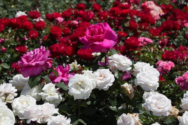Bloeiende Prachtige Kleurrijke Rozen Tuin Achtergrond — Stockfoto
