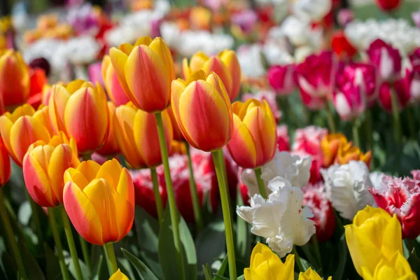 Fleurs Tulipes Colorées Fleurissent Dans Jardin Printemps — Photo