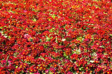 Bahar bahçesinde çiçek açan Comon Primrose (Primula vulgaris çiçekleri