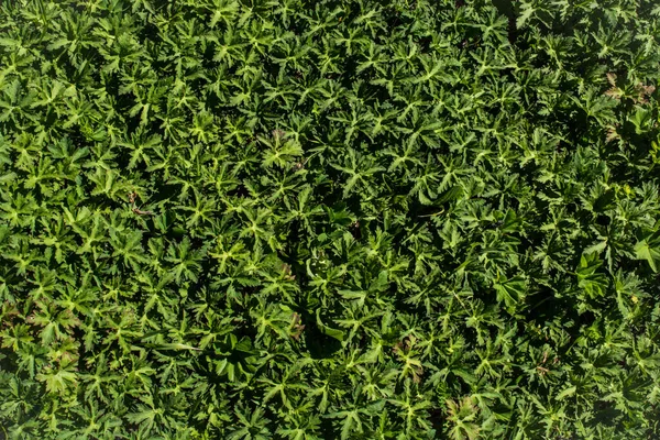 Abstract spring plant texture  for natural background. Green Leaf concept.