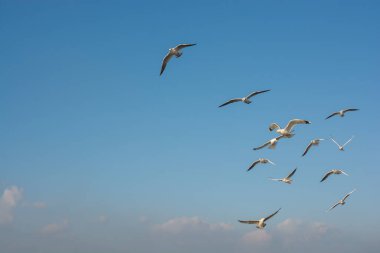 Martı gökyüzünde uçuyor. Özgürlük kavramı olarak uçan martı.