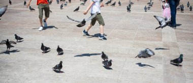 Sevimli güvercin kuşlarının ortasındaki insanlar şehir ortamında beslenir.