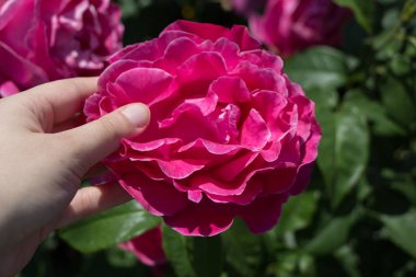 Bahçede gül tomurcuklanıyor.