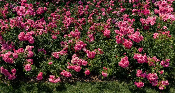 Blühender Schöner Rosenstrauß Frühlingsgarten — Stockfoto