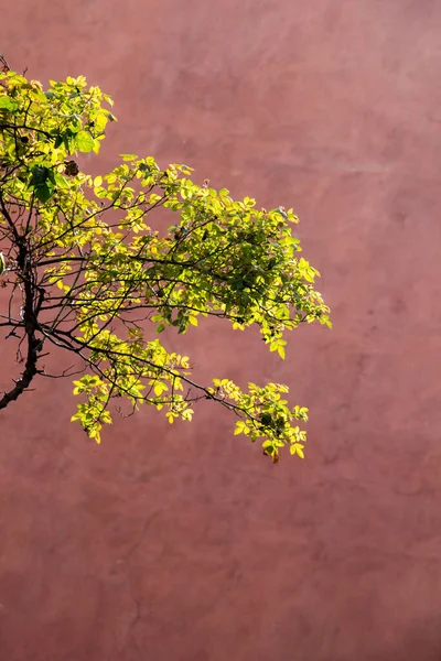 木の一部を背景にした壁 — ストック写真