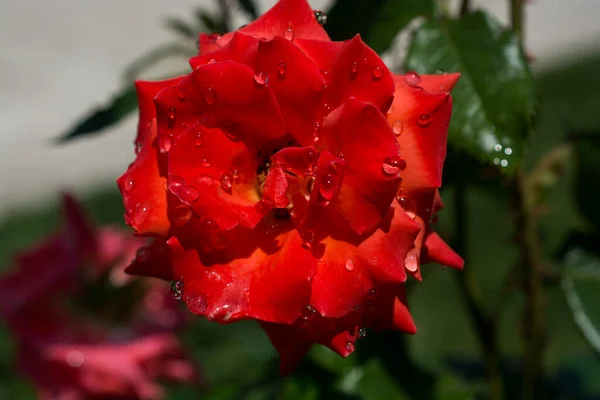 Fioritura Bella Rosa Colorata Con Gocce Acqua Sui Petali — Foto Stock