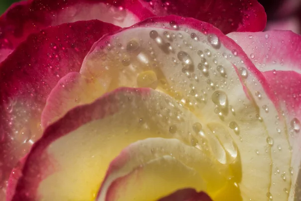 Floração Bela Rosa Colorida Com Gotas Água Pétalas — Fotografia de Stock