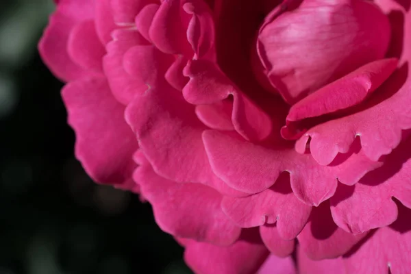 Hermosa Rosa Con Fondo Negro — Foto de Stock