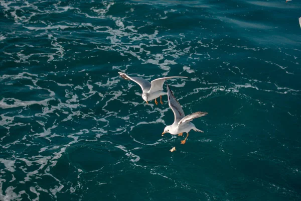 Möwen Sind Auf Und Über Dem Meer — Stockfoto