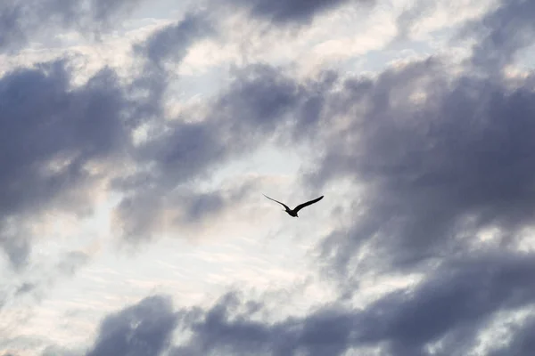 Graue Wolken Bedecken Den Himmel Tagsüber Teilweise — Stockfoto