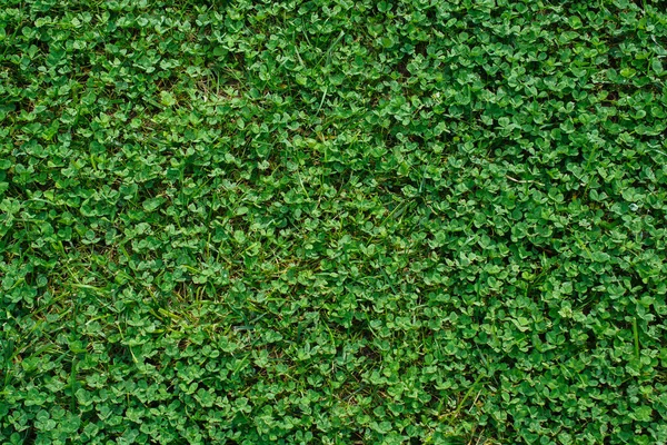 Abstract Spring Plant Texture Natural Background Green Leaf Concept — Stock Photo, Image