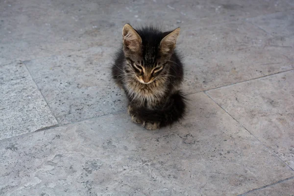 Evcil Bir Hayvan Gibi Görünen Sevimli Bir Kedi Yavrusunun Portresi — Stok fotoğraf
