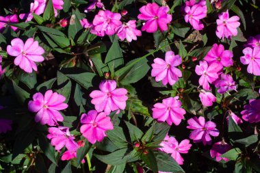 Çiçekçide bahar çiçekleri açıyor.