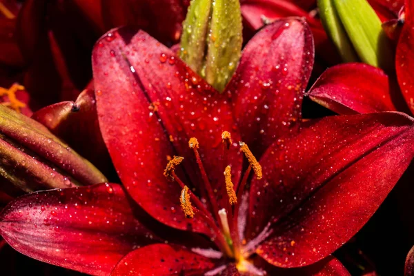 Floreciendo Hermosas Flores Frescas Lirio Brote Vista — Foto de Stock