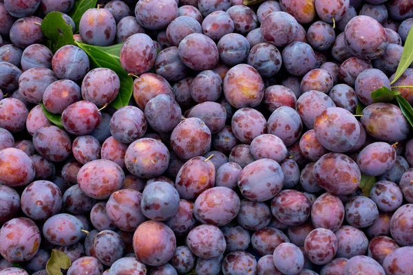 Ameixa Azul Madura Frutos Colhidos Outono Como Textura Nackground — Fotografia de Stock