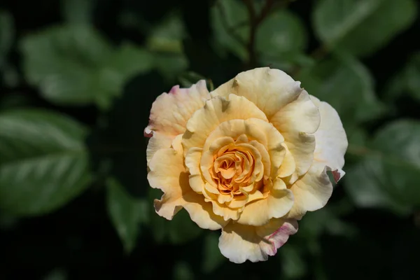 Hermosa Flor Rosa Colorida Fondo Del Jardín —  Fotos de Stock