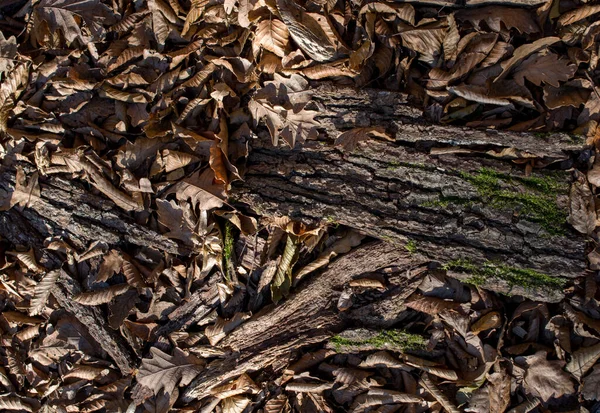 Textur Hintergrund Der Herbstsaison Mit Blättern — Stockfoto