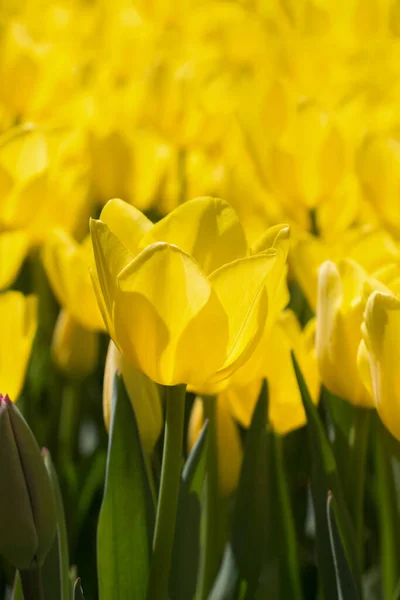 春天花园里的黄色郁金香盛开 — 图库照片