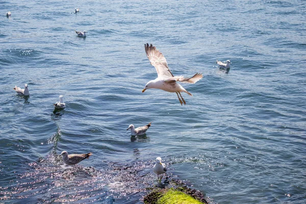 Seagull Water Sea — Stock Photo, Image