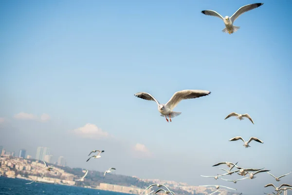 Gaivota Voando Sobre Mar Istambul Ambiente Urbano — Fotografia de Stock