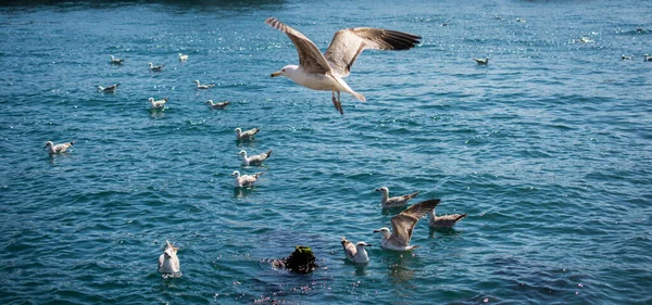 Eine Möwe Fliegt Mit Dem Meer Als Hintergrund — Stockfoto