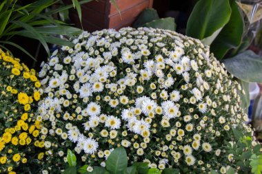 Çiçekçide bahar çiçekleri açıyor.