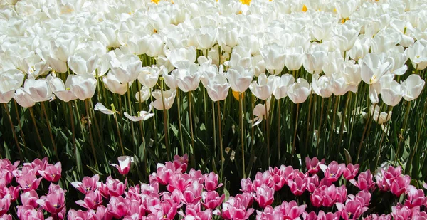Весеннем Саду Цветут Разноцветные Цветы Тюльпана — стоковое фото