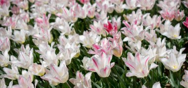 Pembe lale çiçekleri bahçede açar.