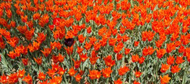 Çiçek arkaplanı olarak çiçek açan renkli lale çiçekleri