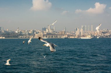 İstanbul 'da deniz üzerinde uçan martılar